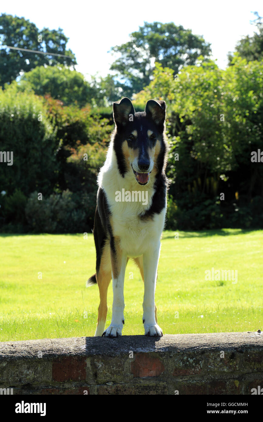 Smooth collie dog on wall looking in garden, South Otterington, Northallerton, North Yorkshire, United Kingdom Stock Photo