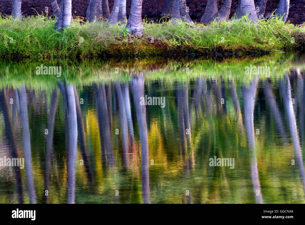 Palm trees reflecting in water of Lahuipua'a and Kaaiopio Ponds. Hawaii Island Stock Photo