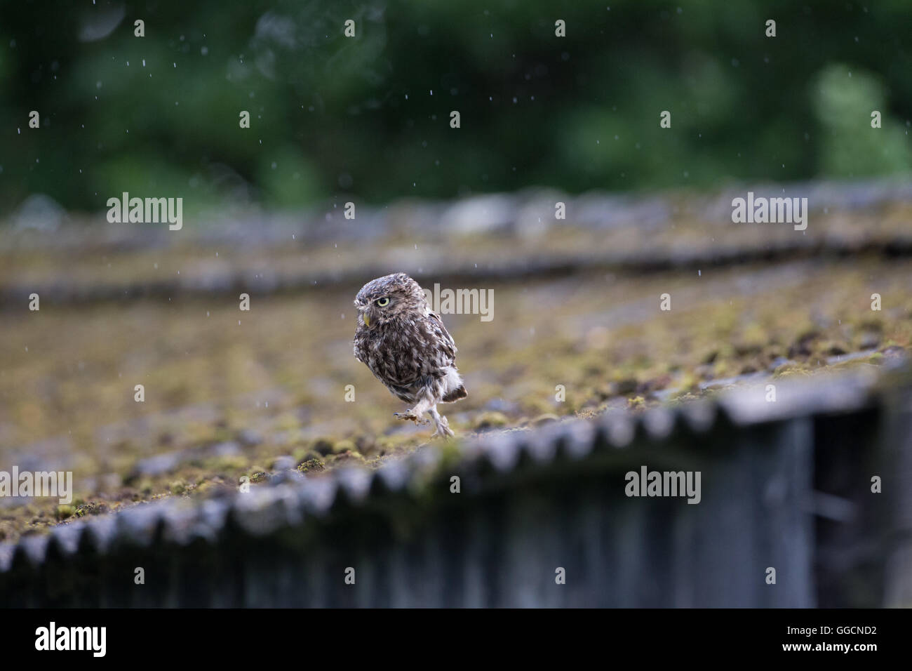 Little owl (Athene noctua) running across a barn roof on a farm in