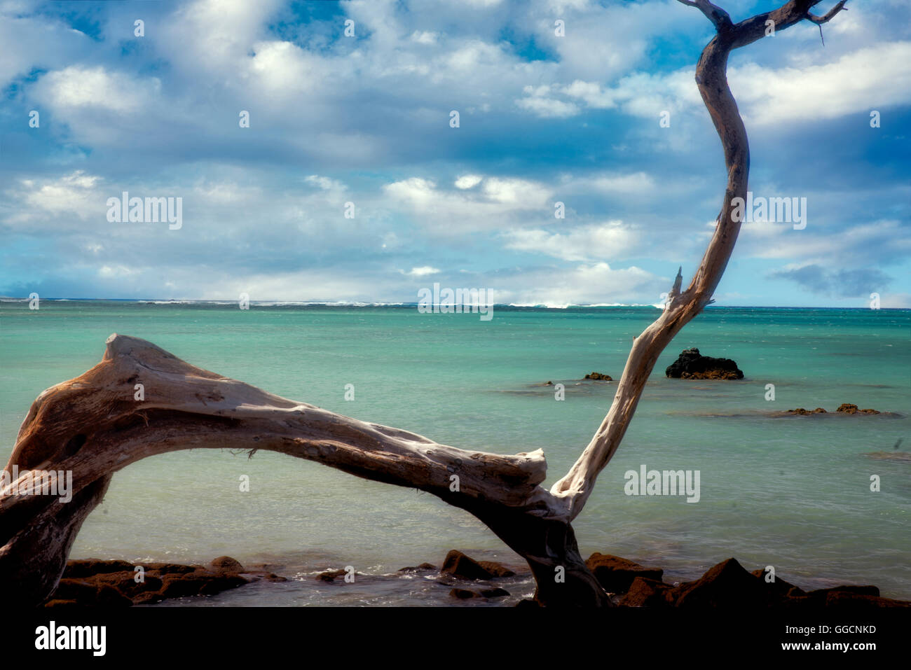 Tree branch and ocean. Hawaii Island. Stock Photo