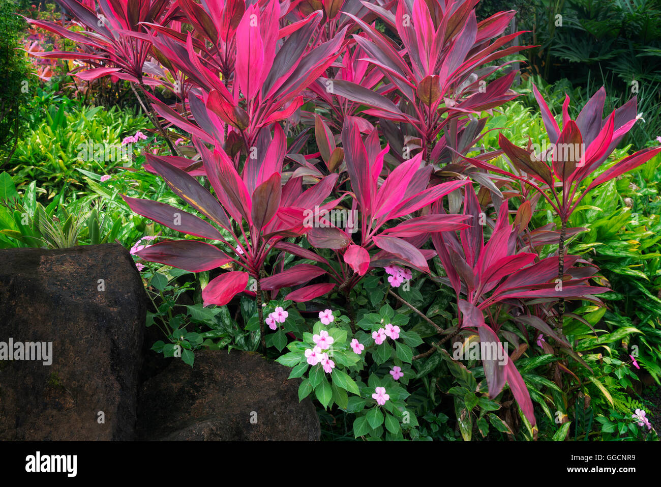 Red Ti plant (Cordyline Fruticosa) at Na Aina Kai Botanical Gardens, Kauai, Hawaii Stock Photo