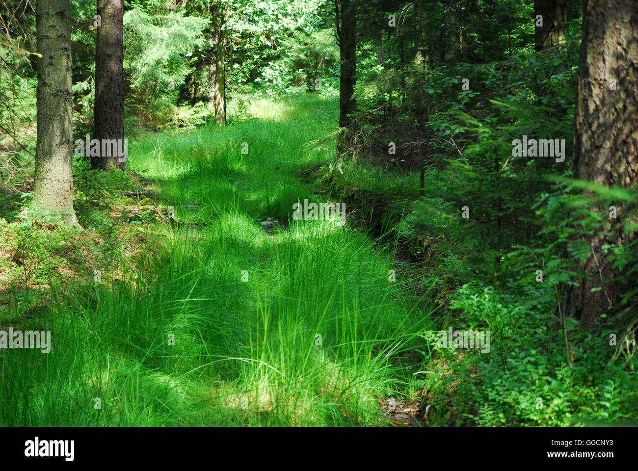 Forest road, green grass, grass, green forest, green road Stock Photo