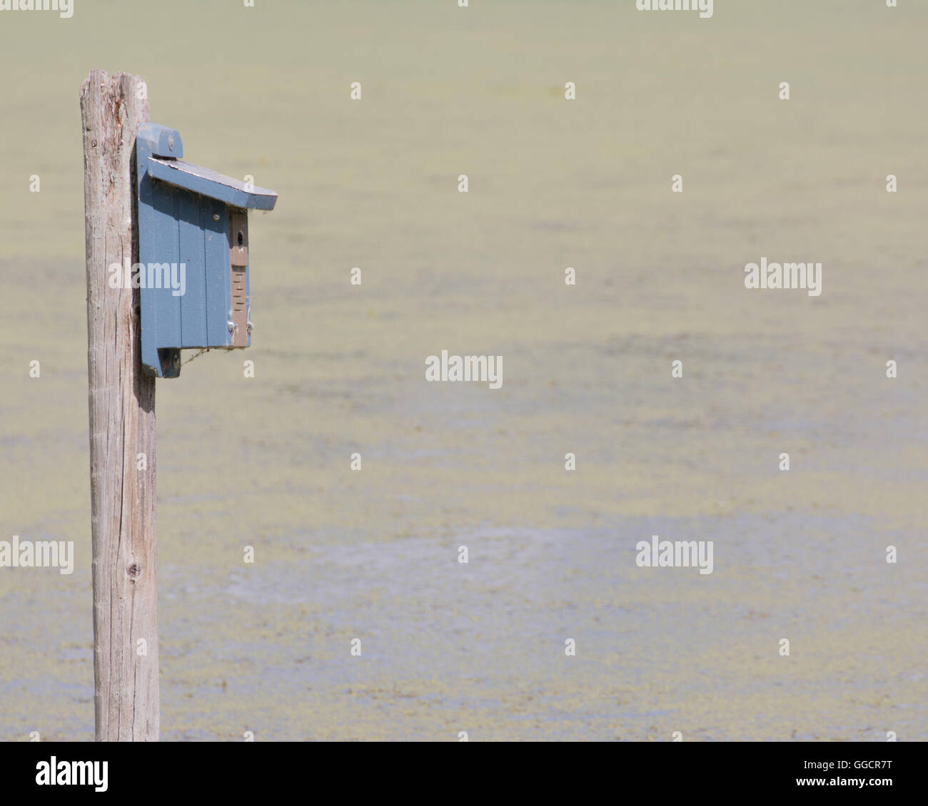 Bird Nesting Box on a swamp pond in the water Stock Photo