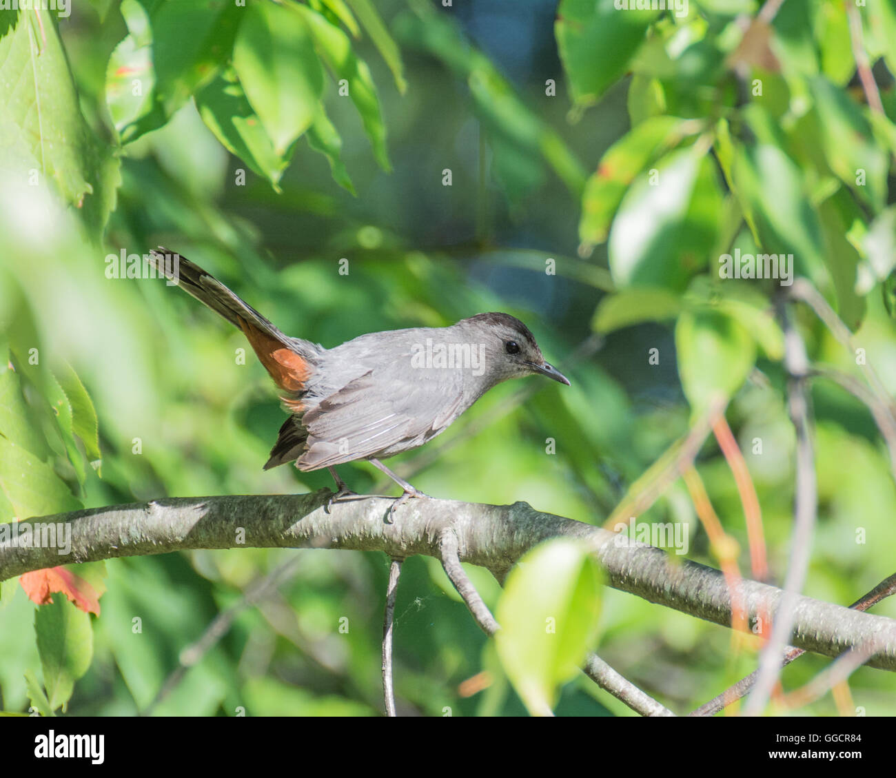 A Catbird perched on a tree branch. Stock Photo