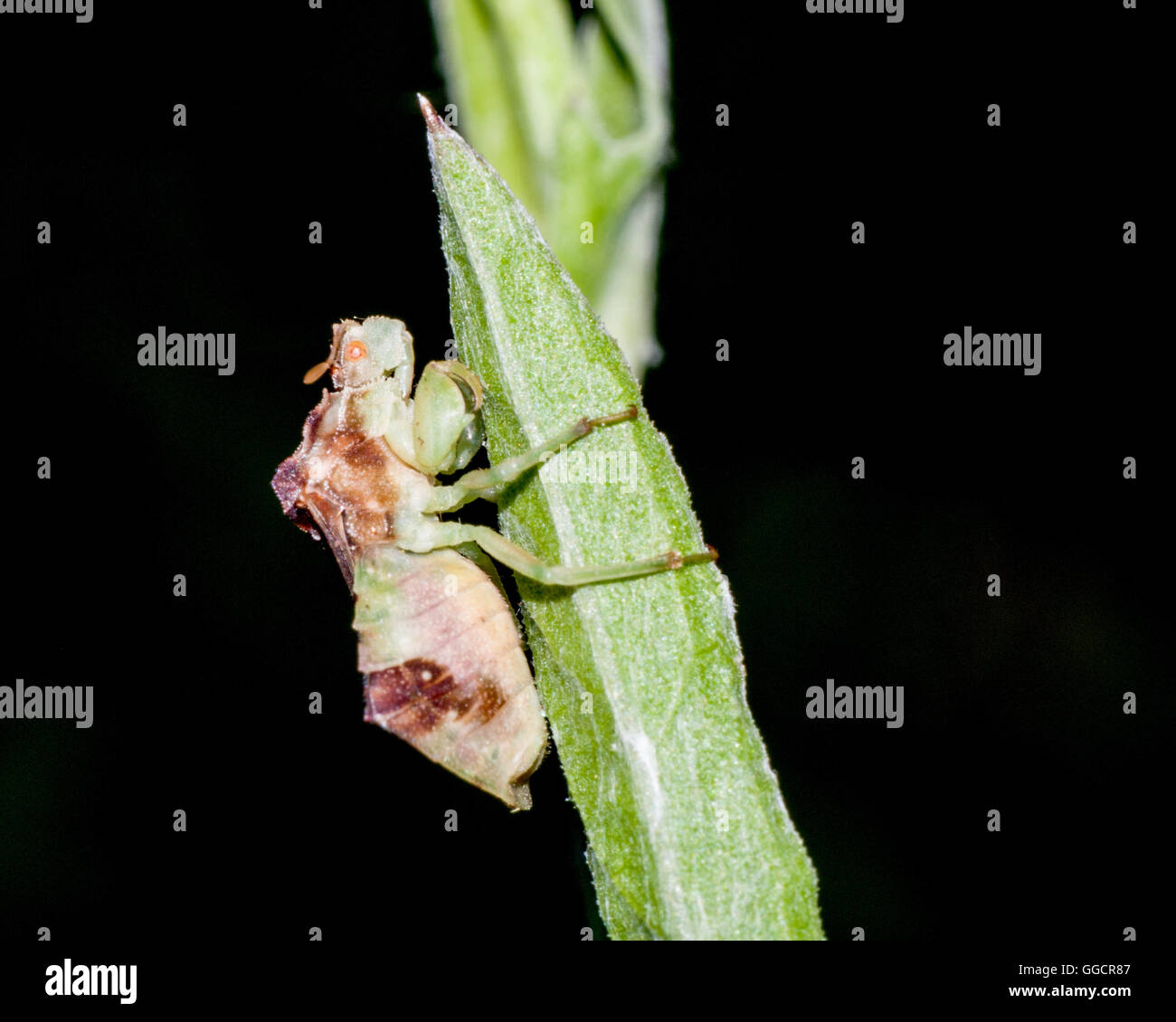 An Ambush Bug perched on a plant stem. Stock Photo