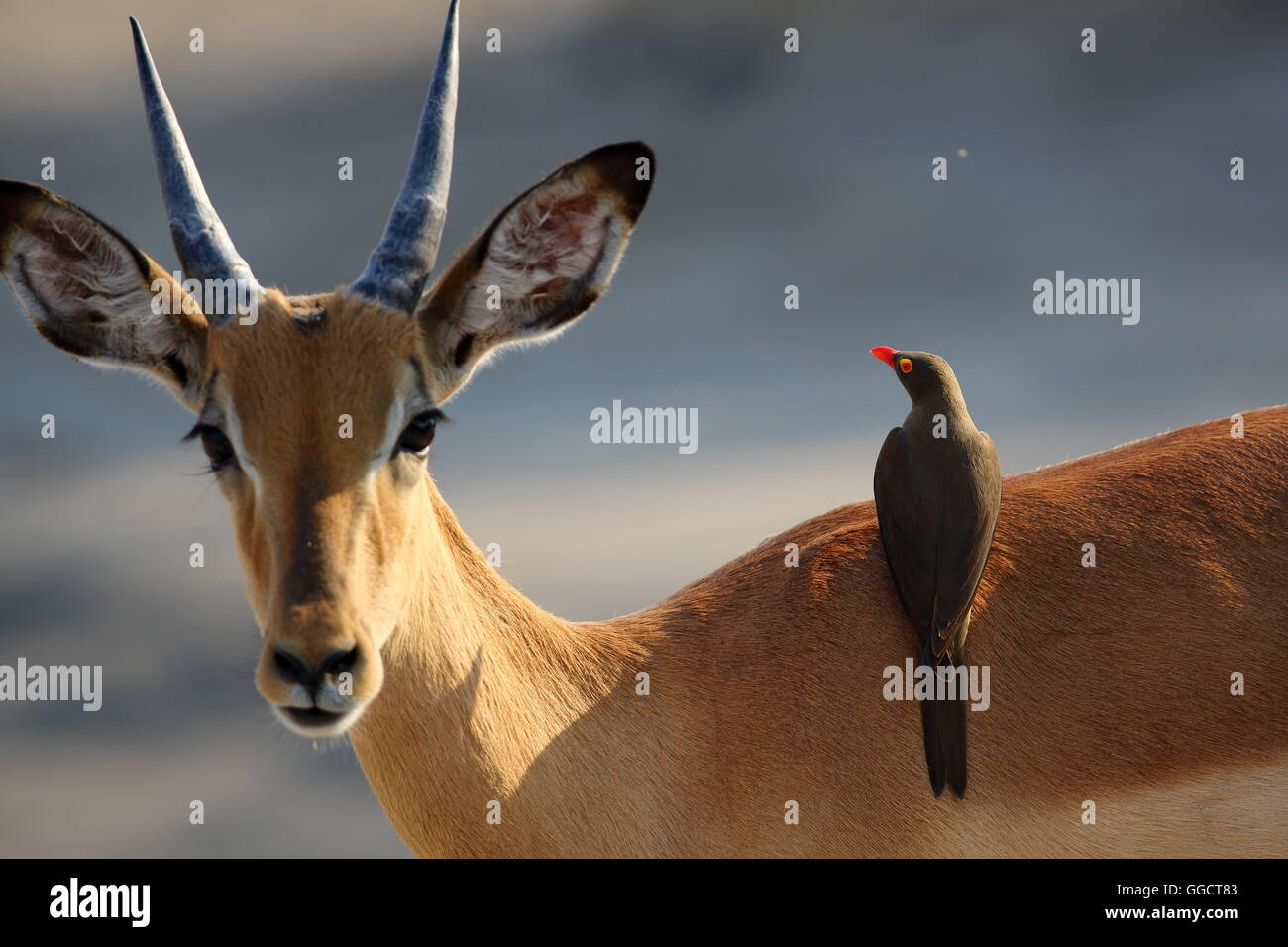 Harmony with animals hi-res stock photography and images - Alamy