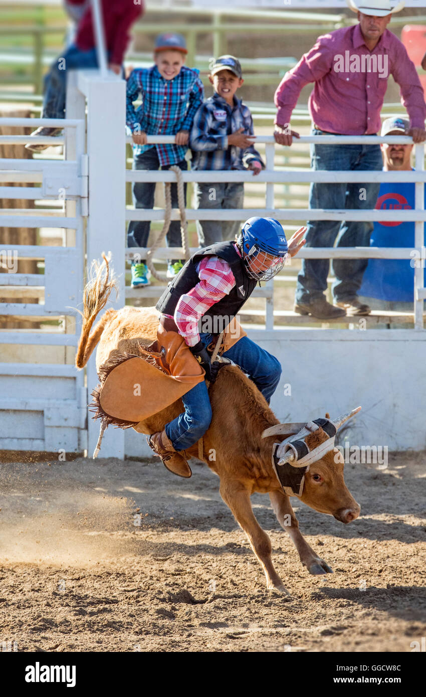 Young cowboy riding a small bull in the Junior Steer Riding competition, Chaffee County Fair & Rodeo, Salida, Colorado, USA Stock Photo