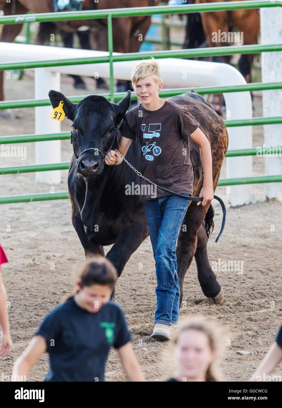 Teenage boy leading his 4-H entry steer; Chaffee County Fair & Rodeo, Salida, Colorado, USA Stock Photo