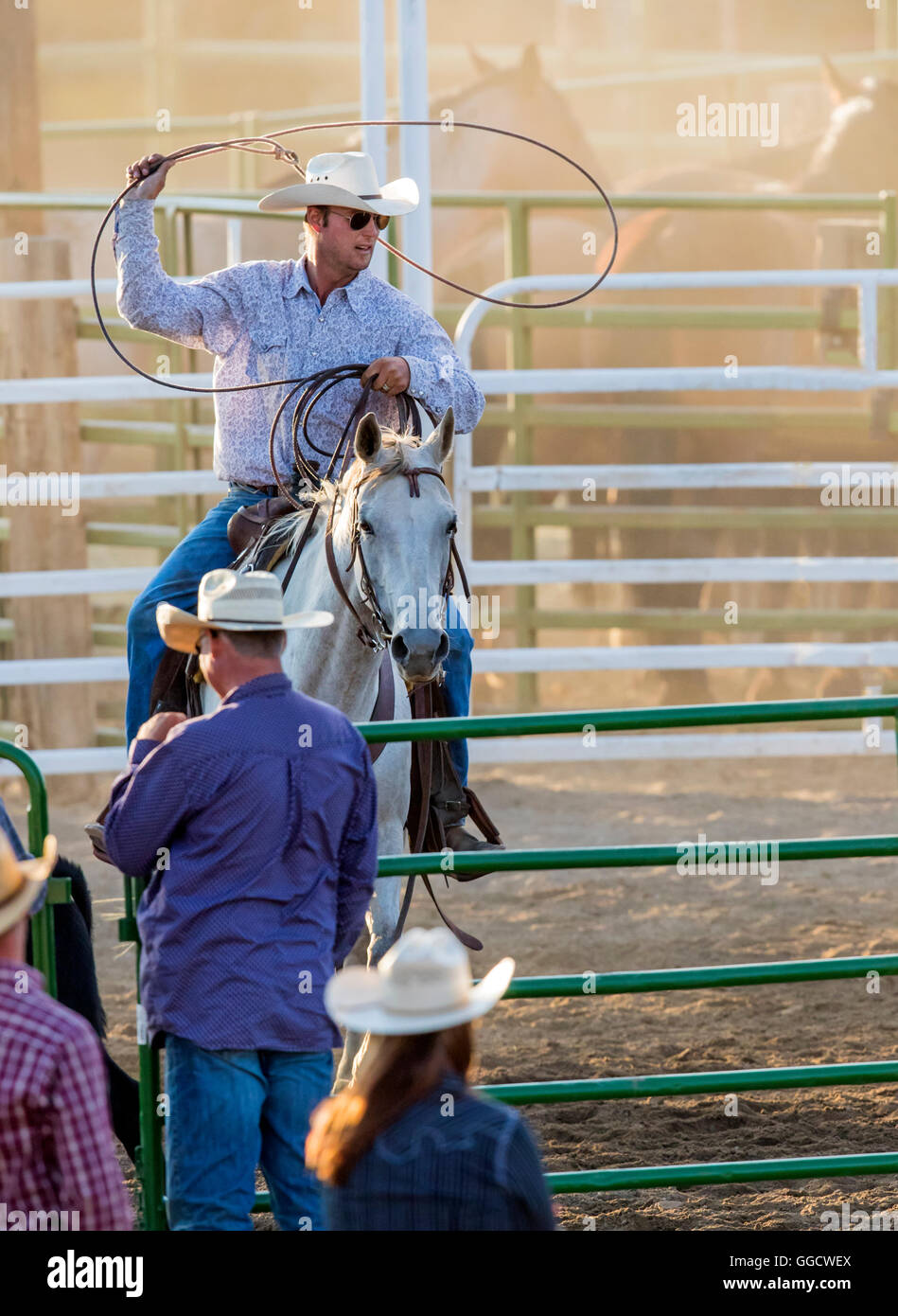 Rodeo cowboy on horseback competing in team calf roping, or tiedown