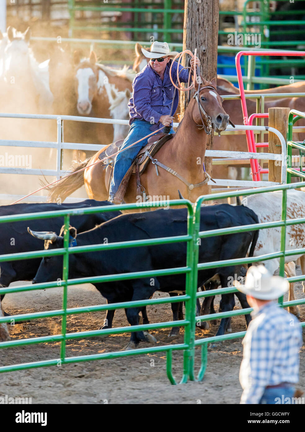 Rodeo cowboy on horseback competing in team calf roping, or tie-down roping event, Chaffee County Fair & Rodeo, Salida, Colorado Stock Photo