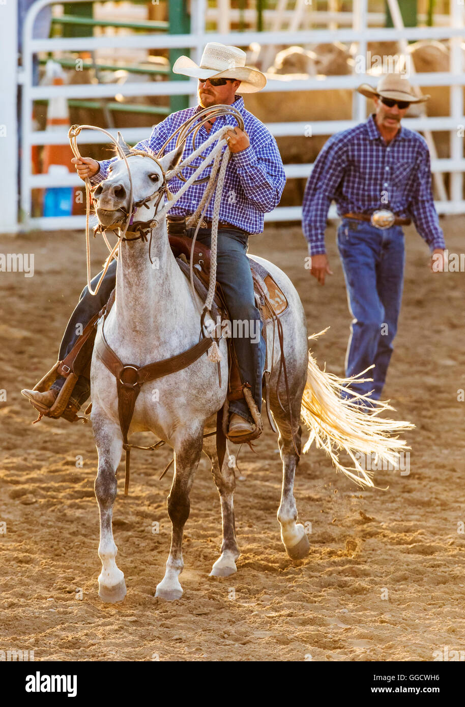 Rodeo cowboy on horseback competing in team calf roping, or tie-down roping event, Chaffee County Fair & Rodeo, Salida, Colorado Stock Photo