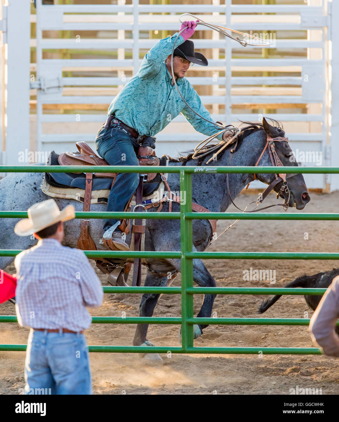 Rodeo cowboy on horseback competing in team calf roping, or tie-down roping event, Chaffee County Fair & Rodeo, Salida, Colorado Stock Photo