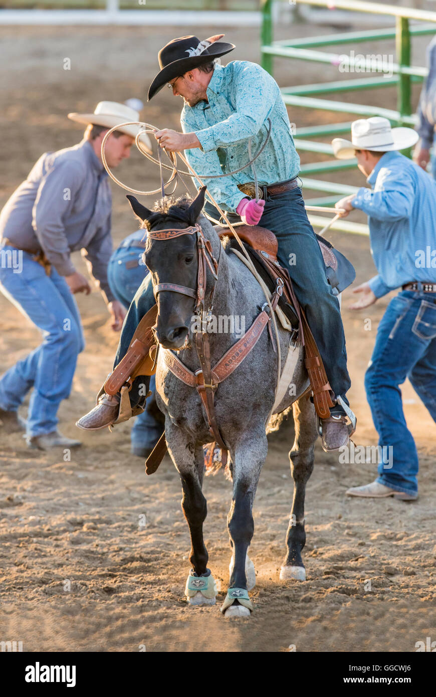 Rodeo cowboy on horseback competing in team calf roping, or tie-down roping event, Chaffee County Fair & Rodeo, Salida, Colorado Stock Photo