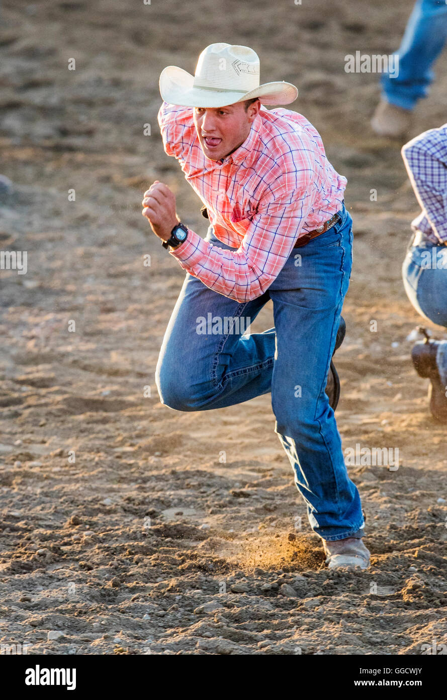 Cowboy running in team roping & branding competition; Chaffee County Fair & Rodeo, Salida, Colorado, USA Stock Photo