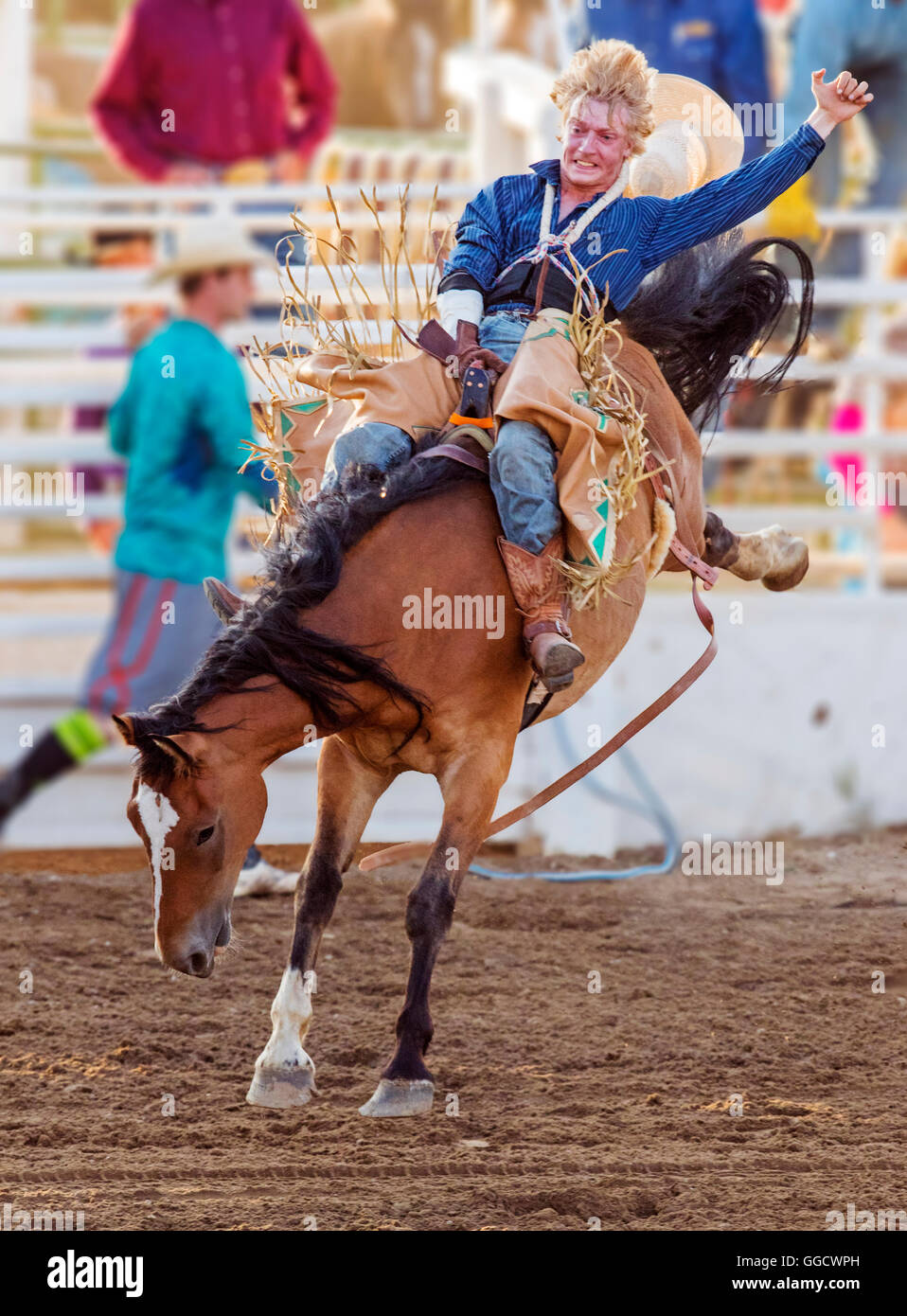 Rodeo cowboy riding a bucking horse, saddle bronc competition, Chaffee County Fair & Rodeo, Salida, Colorado, USA Stock Photo