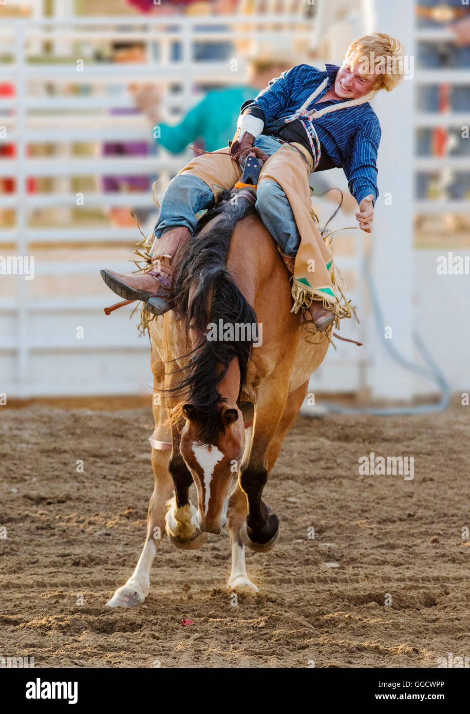 Rodeo cowboy riding a bucking horse, saddle bronc competition, Chaffee County Fair & Rodeo, Salida, Colorado, USA Stock Photo