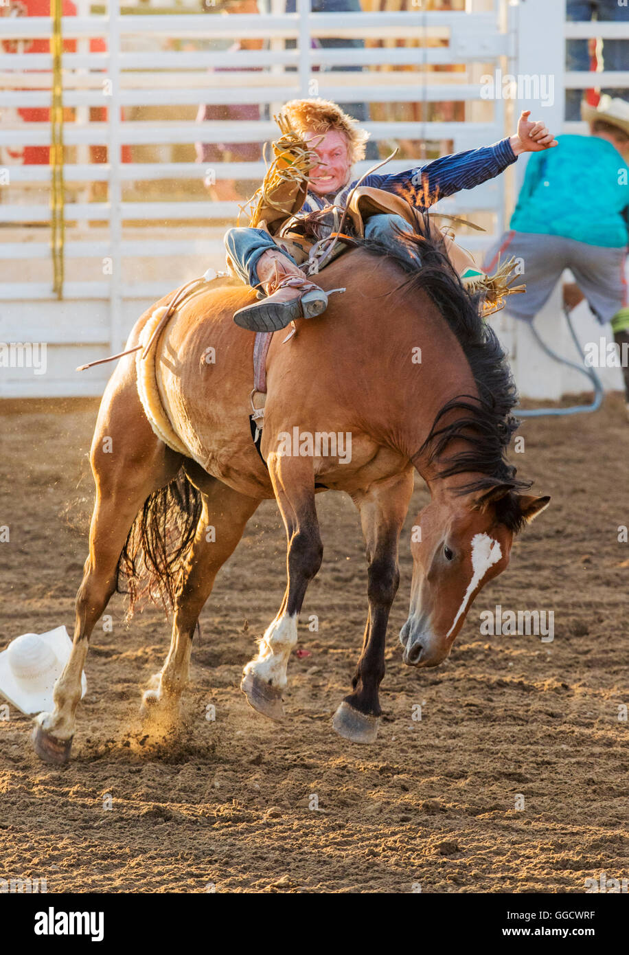 Rodeo cowboy riding a bucking horse, saddle bronc competition, Chaffee