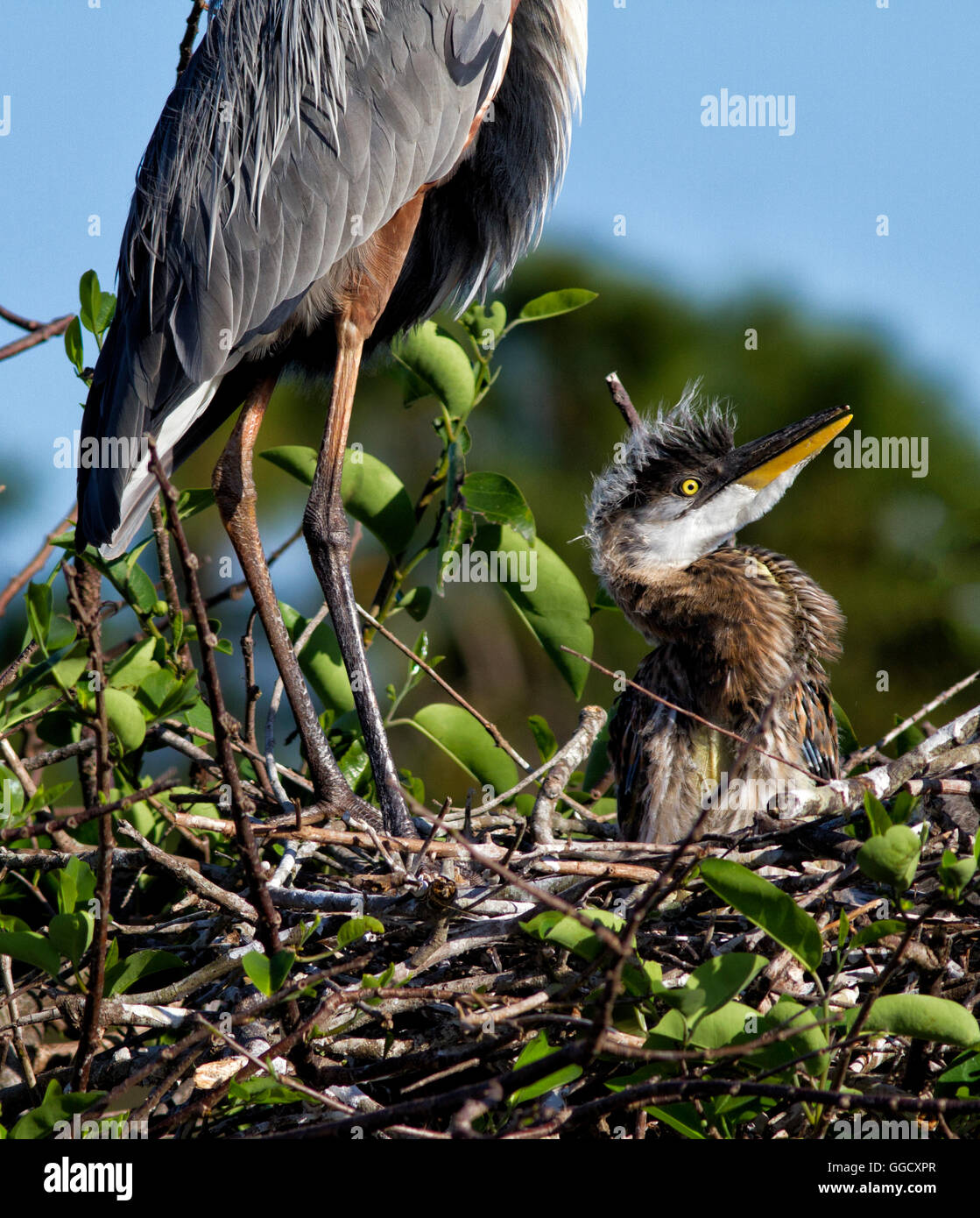 Curious Great blue heron nestling gazes towards the sun from the safety of its nest with it parent standing protectively by. Stock Photo