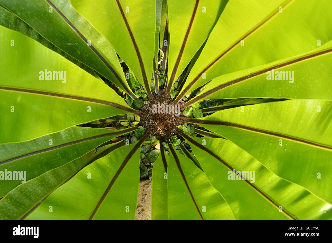 green leaf bird nest fern Stock Photo Alamy