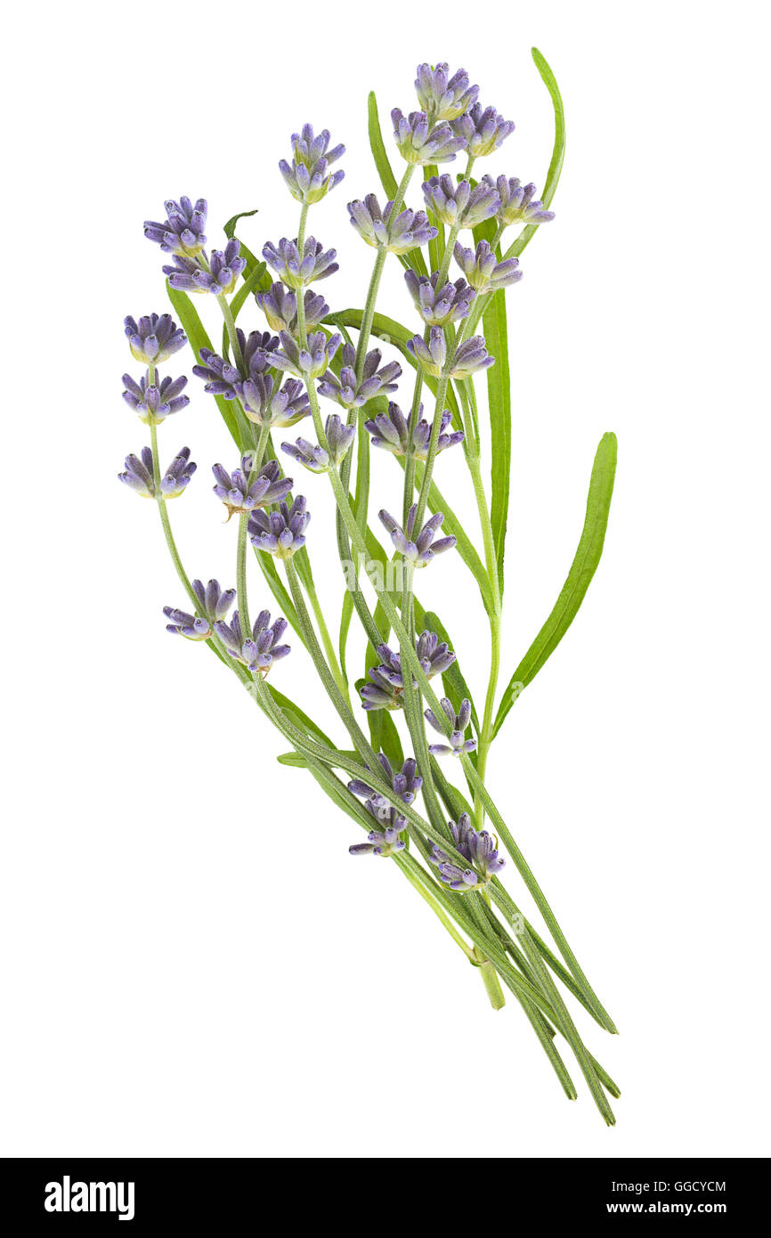 Lavender plant blossom isolated on white background Stock Photo Alamy