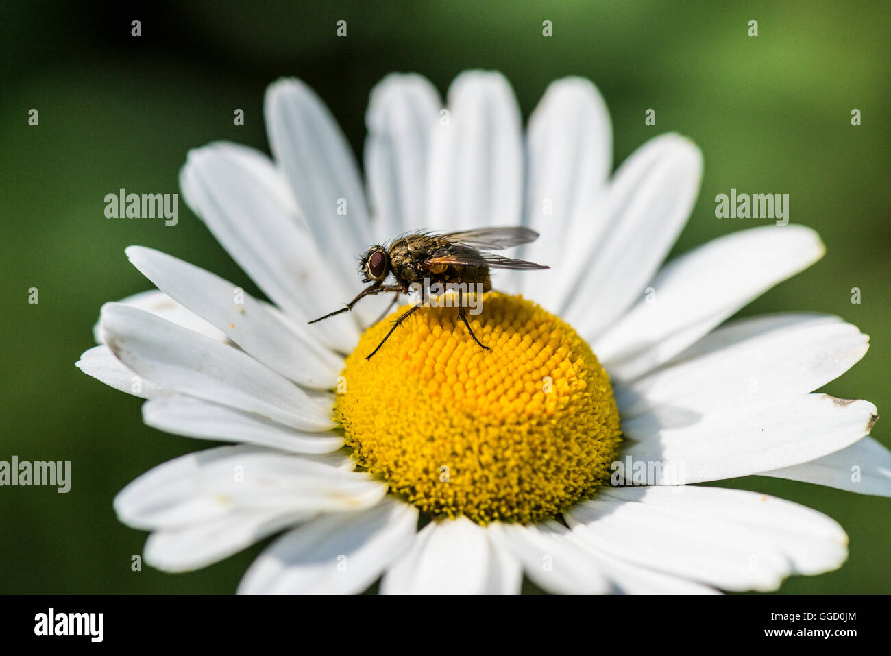 A fly (Helina reversio) on an ox-eyed daisy (Leucanthemum vulgare) Stock Photo