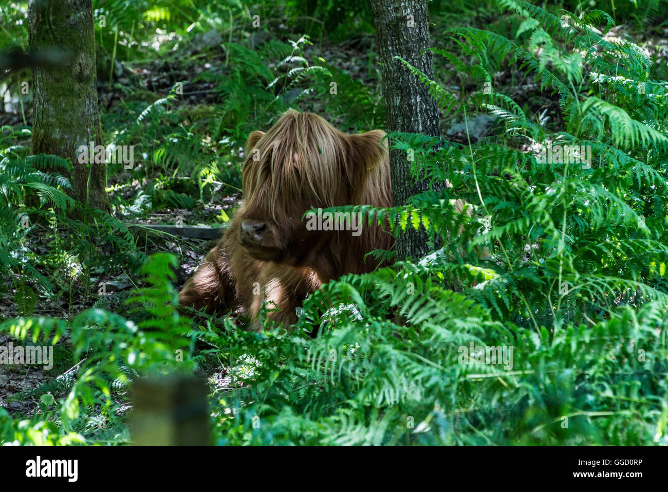 A highland cow resting in the shade of the woods Stock Photo - Alamy