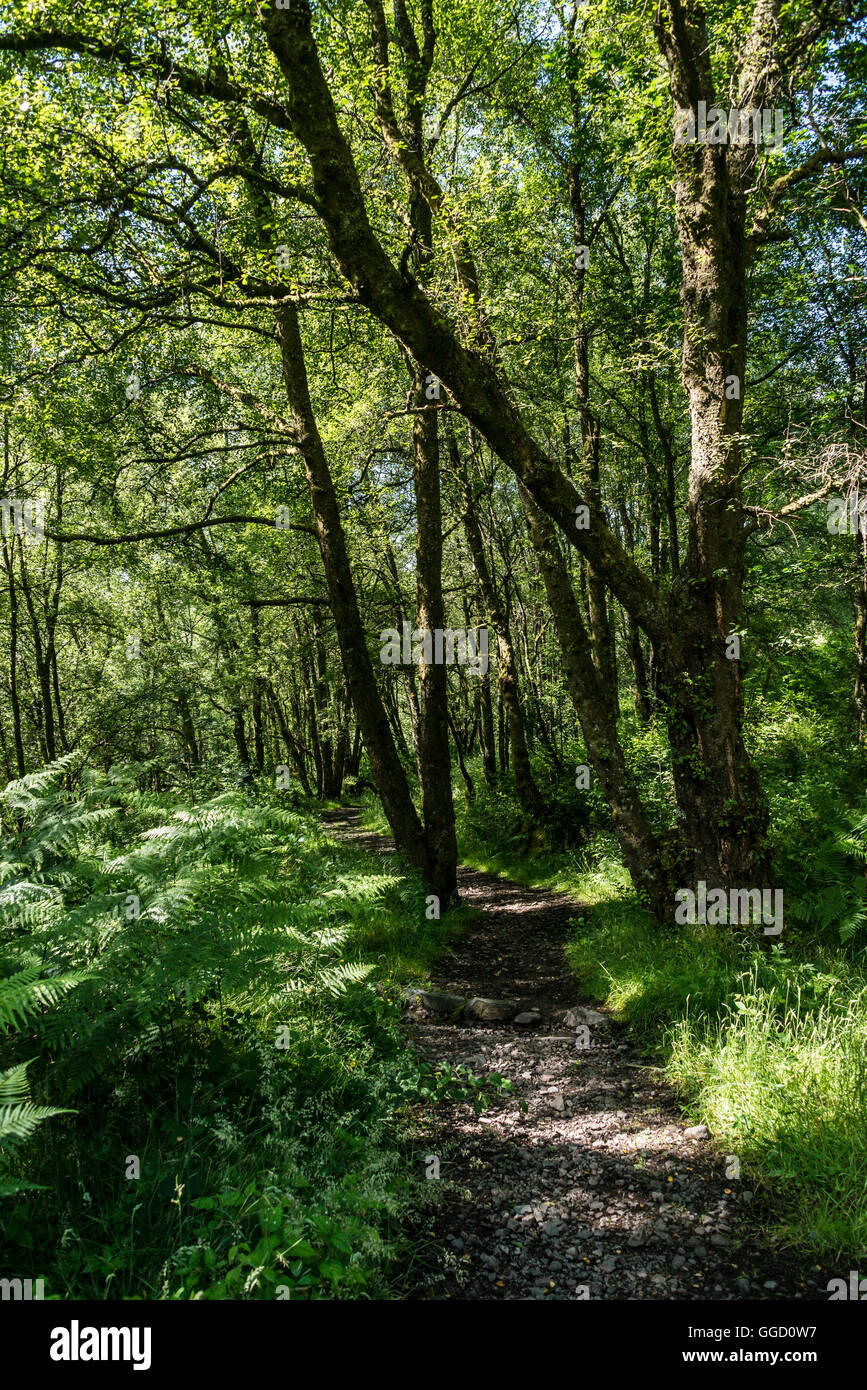 A Path Through Trees In Queen Elizabeth Forest Park Scotland Stock Photo Alamy