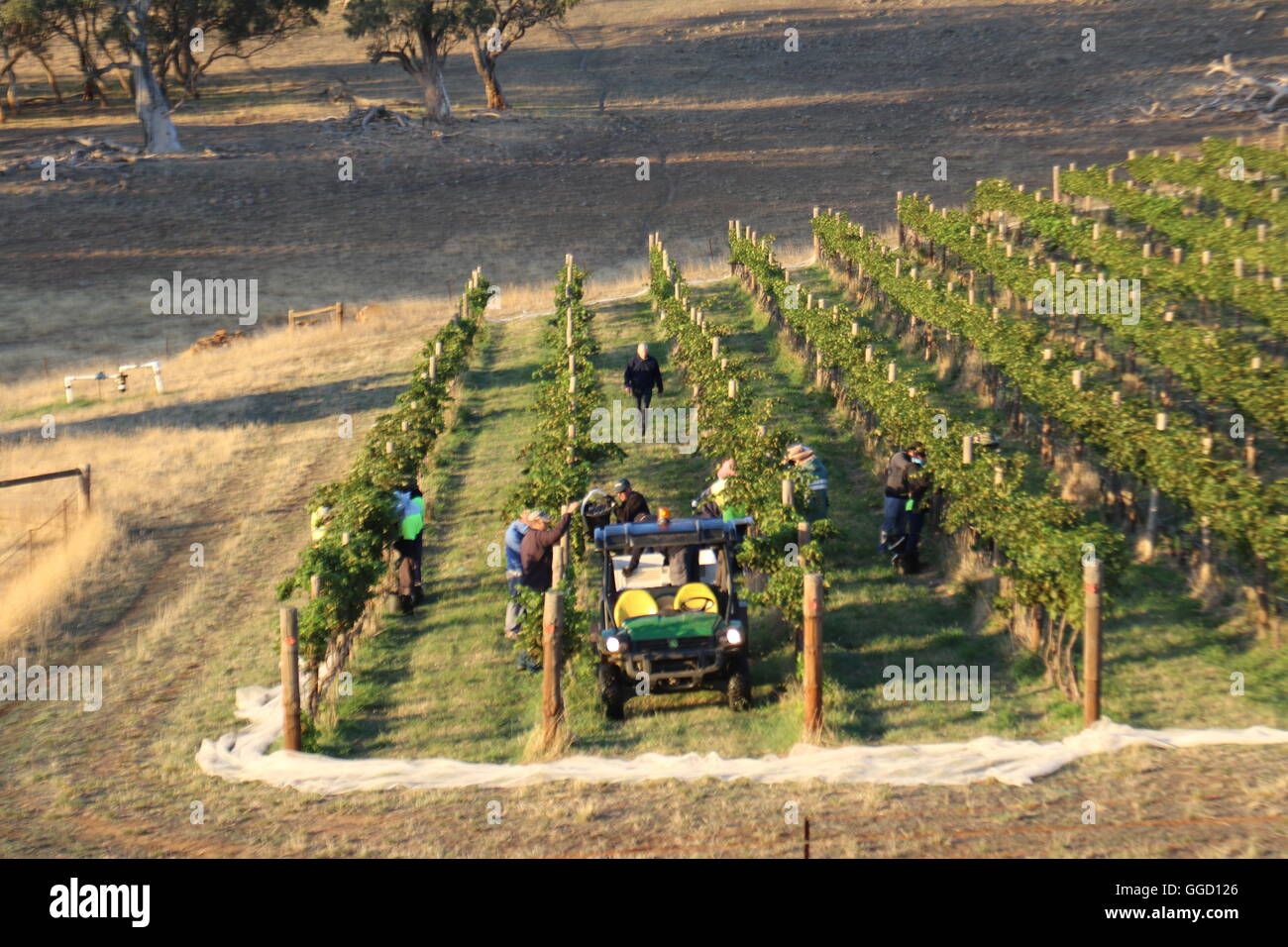 Grape Picking Australia High Resolution Stock Photography And Images Alamy
