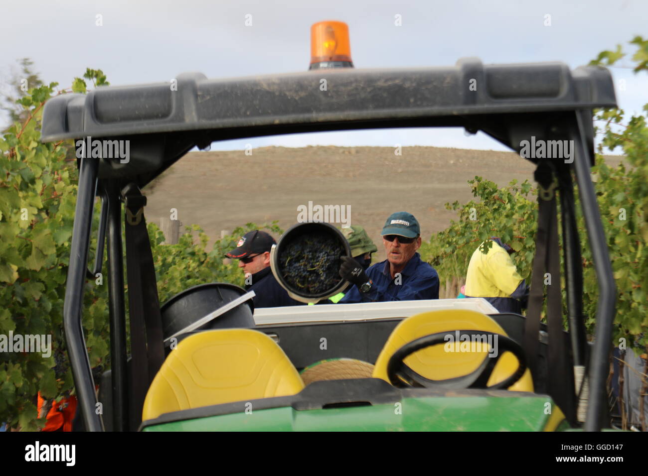 Harvest worker pouring freshly picked grapes during harvest time onto