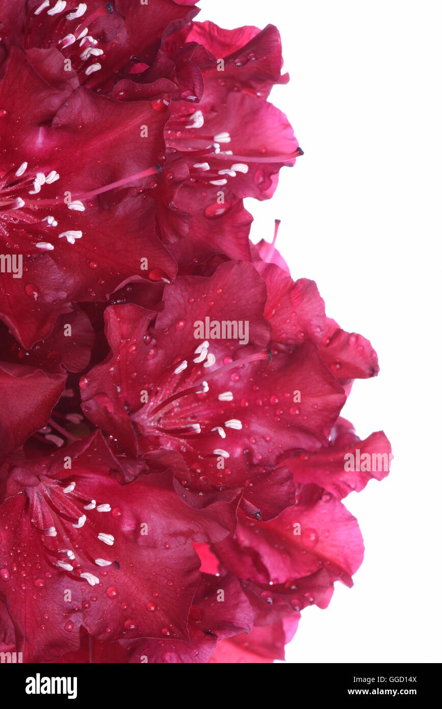 Rhododendron flower isolated on white background Stock Photo - Alamy