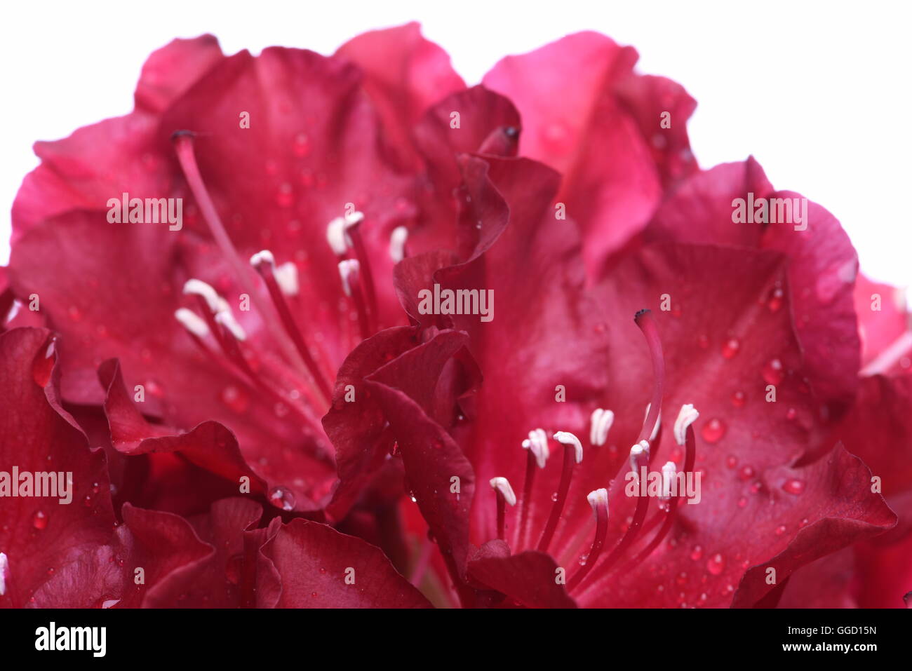 Rhododendron flower isolated on white background Stock Photo - Alamy