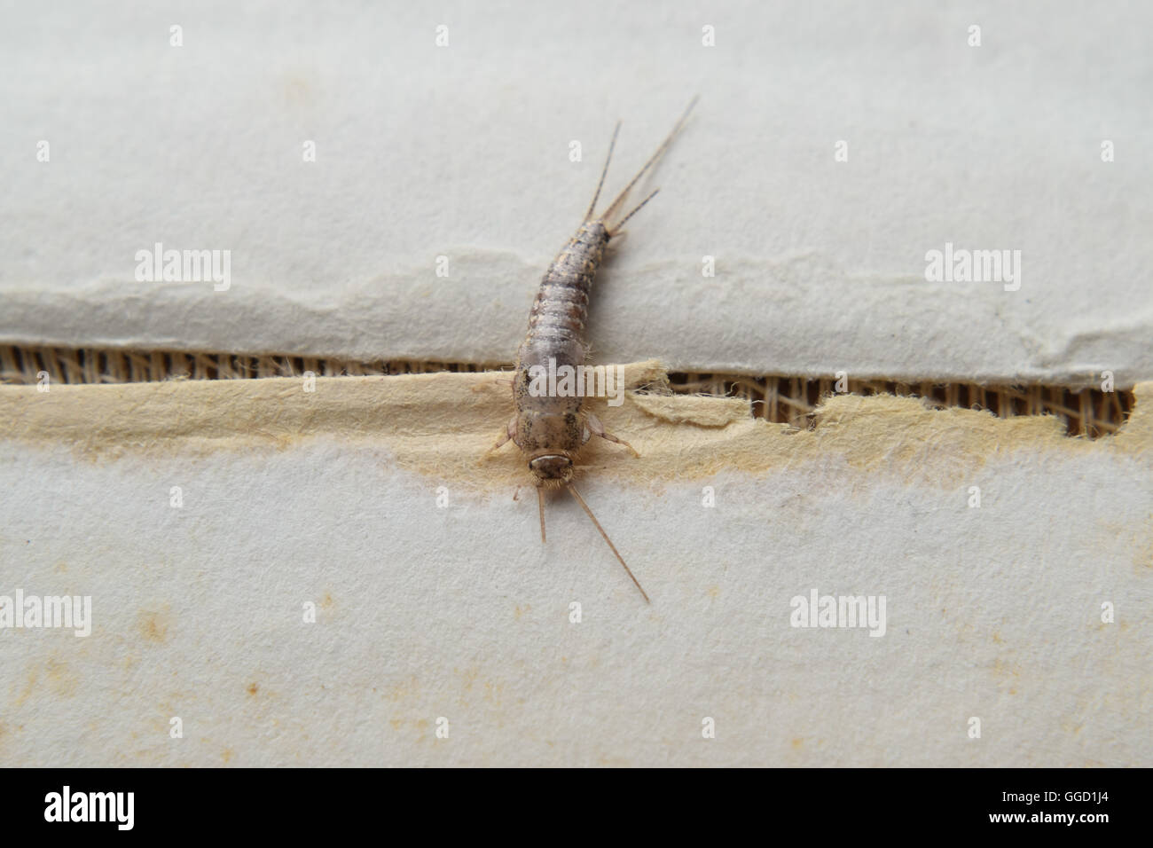 Silverfish pest hi-res stock photography and images - Alamy