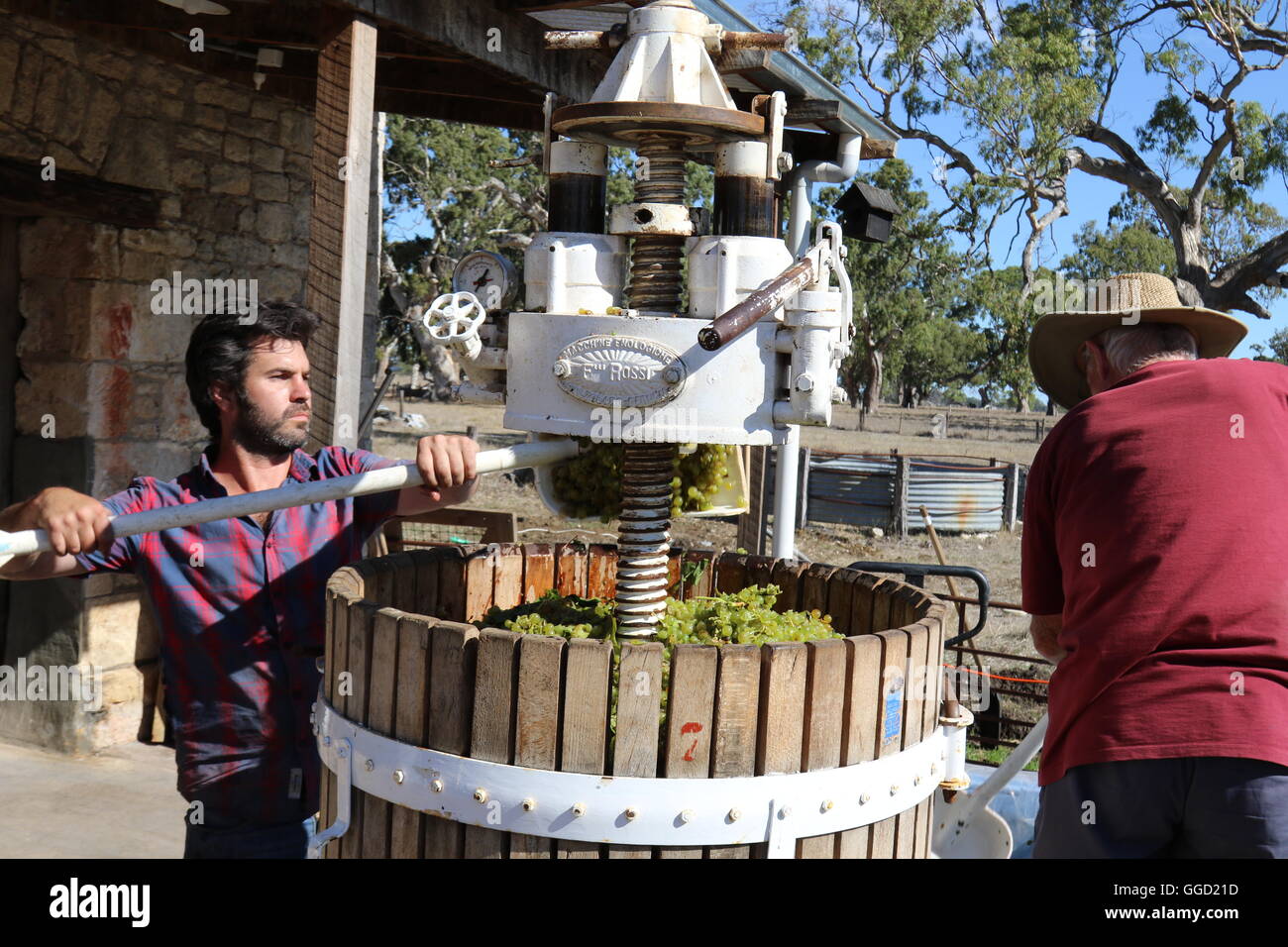 Winemakers shovelling grapes into a hydraulic grape pressing machine