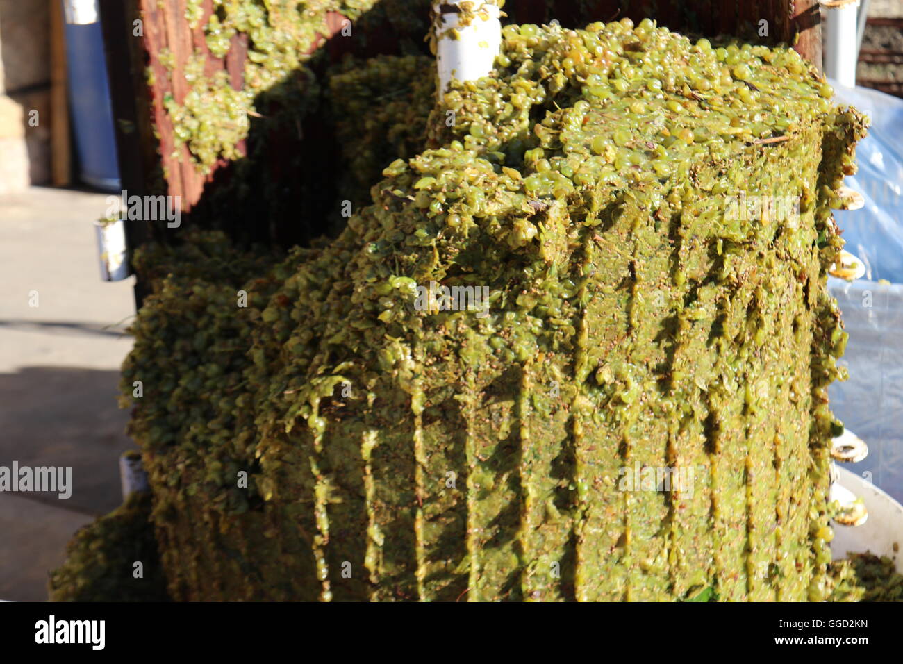 white wine grape skins in a grape press during harvest time at