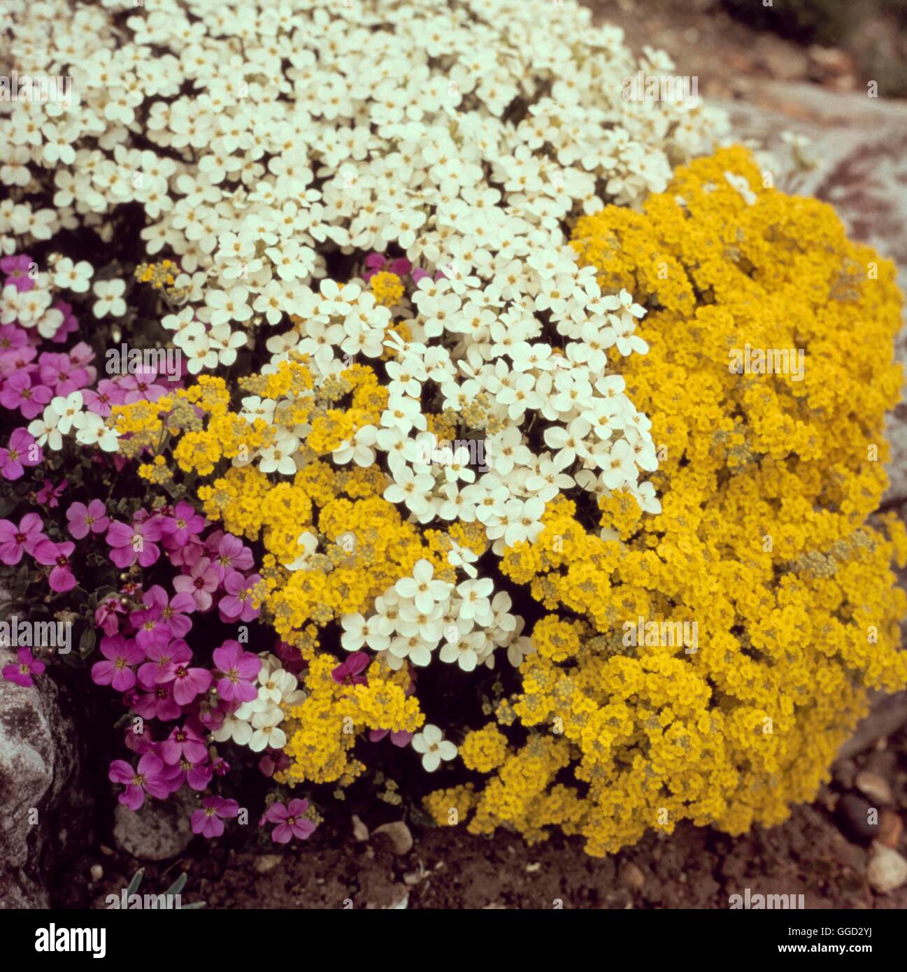 Alpine Garden - with Arabis alpina ssp. caucasica  Aurinia saxitalis AGM and Aubretia   ALG032573 Stock Photo