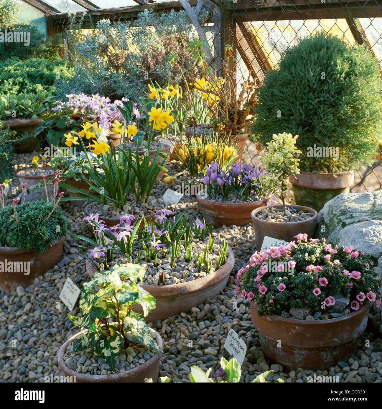 Alpine House- with plunge bench - (Harlow Carr RHS Gdn)   ALH005644  /Photosh Stock Photo