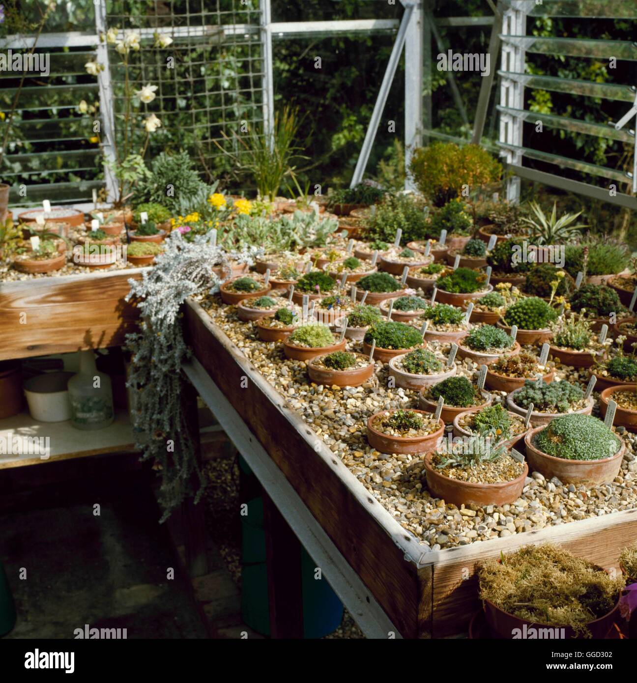 Alpine House - with plunge bench and good ventilation   ALH056268  /Photoshot Stock Photo