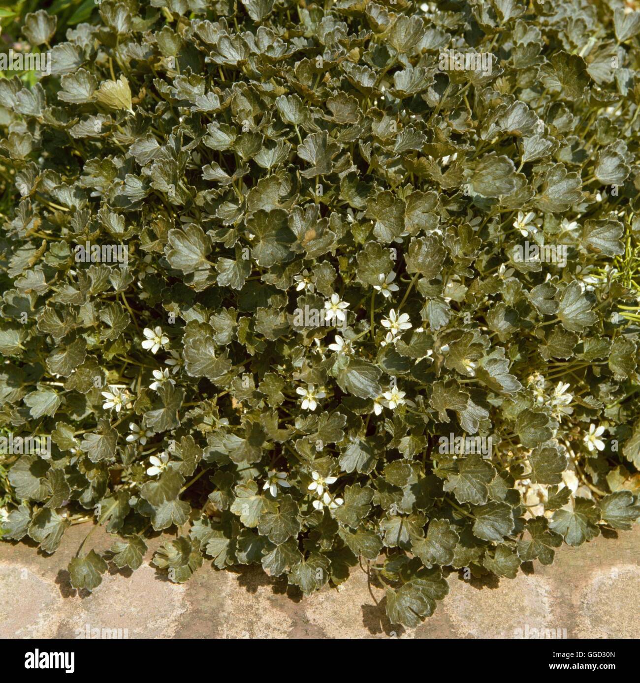 Geranium sessiliflorum - ssp. novaezelandiae `Nigricans' ALP008443 ...