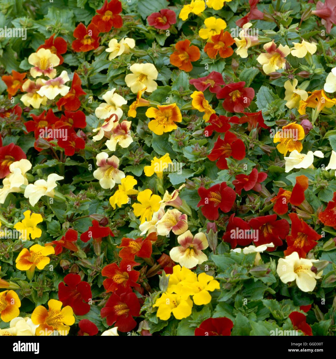 Mimulus x hybridus - `Calypso' ALP009793 Stock Photo - Alamy