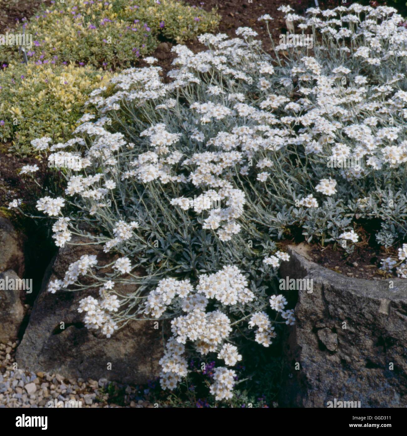 Achillea clavennae - (Syn. A. argentea)   ALP010570 Stock Photo