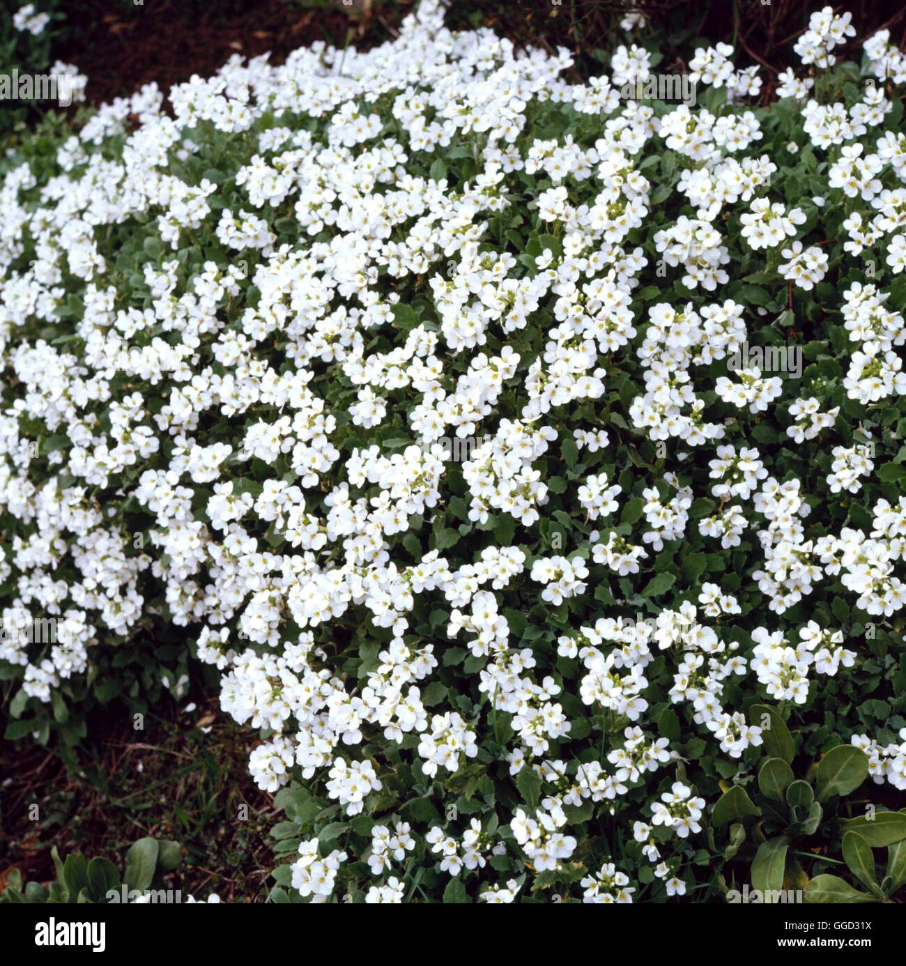 Arabis alpina - ssp. caucasica (Syn A. albida)   ALP014498 Stock Photo