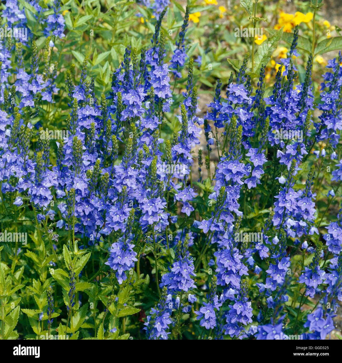 Veronica austriaca - ssp. teucrium 'Crater Lake Blue' AGM   ALP015208  /Photo Stock Photo