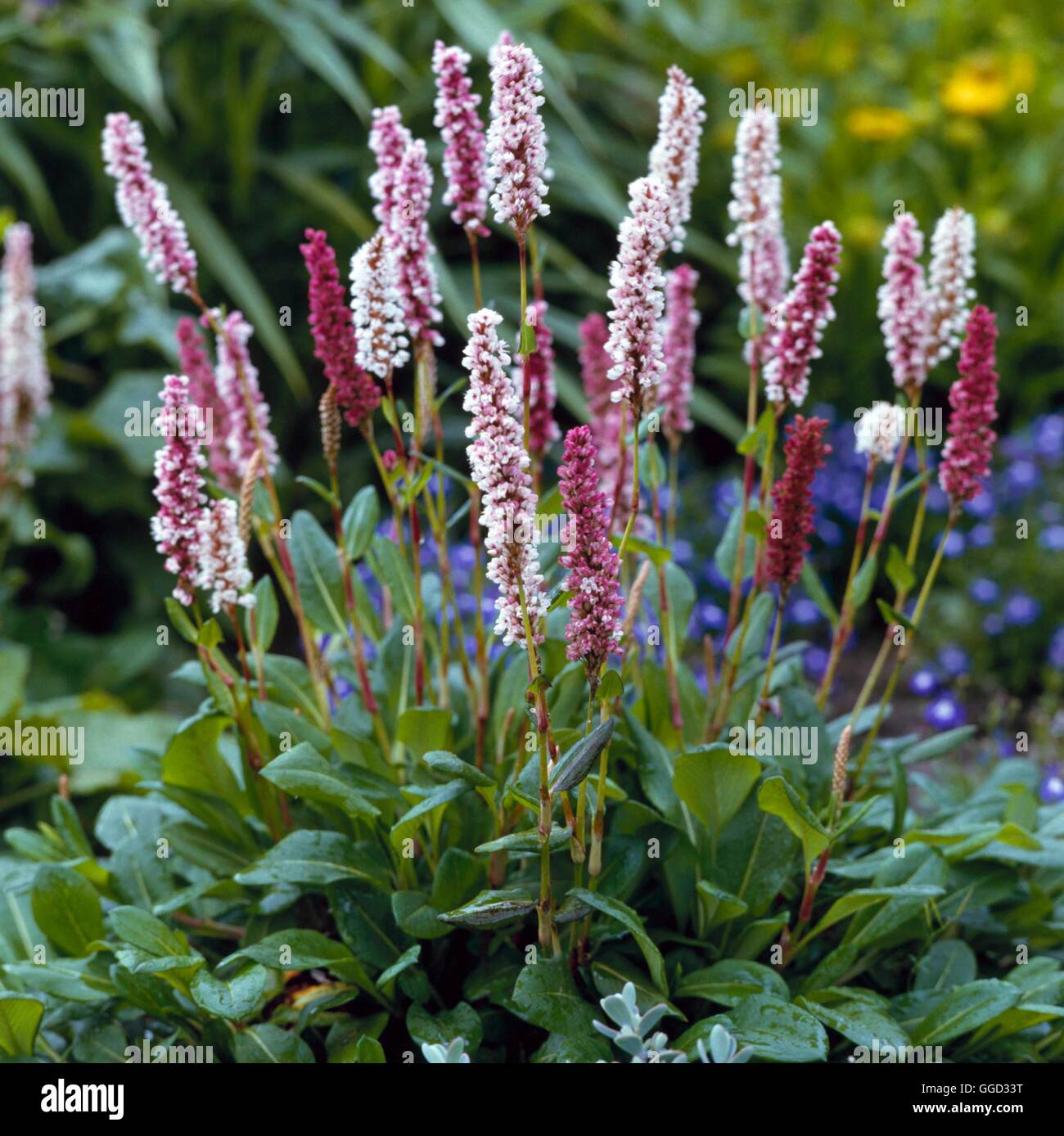 Persicaria affinis - 'Donald Lowndes' - (Syn Polygonum affine 'Donald Lowndes')   ALP027657     Phot Stock Photo
