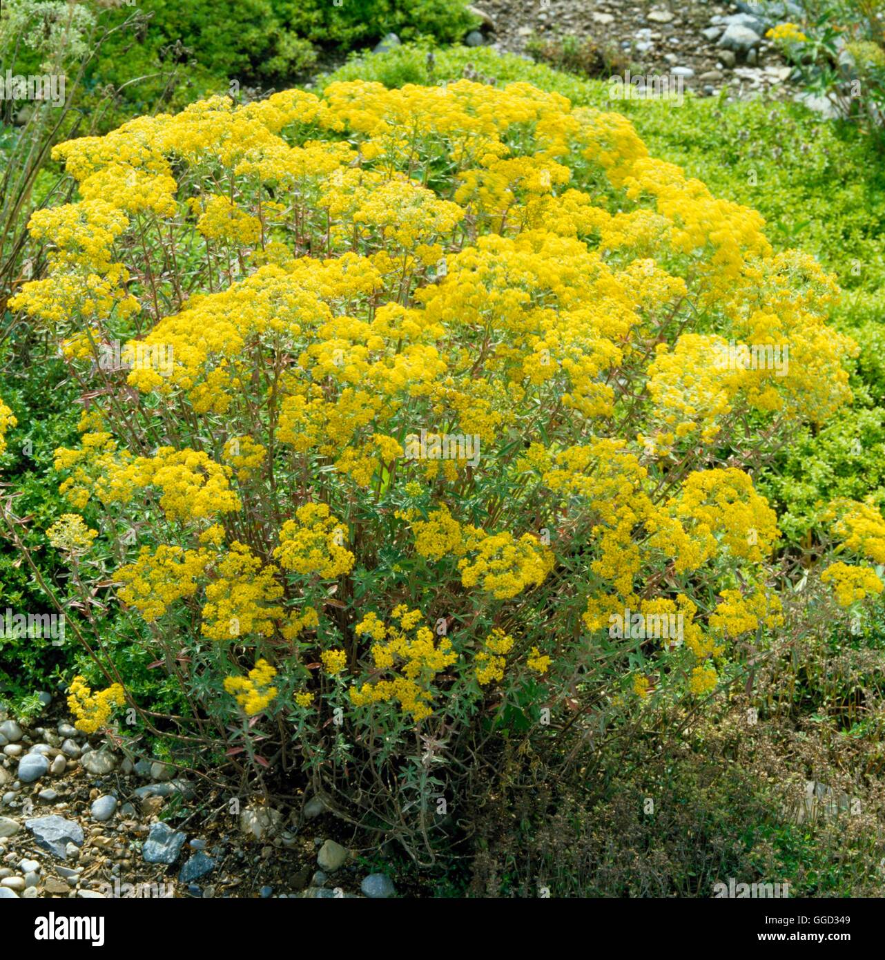 Alyssum alyssum hi-res stock photography and images - Alamy