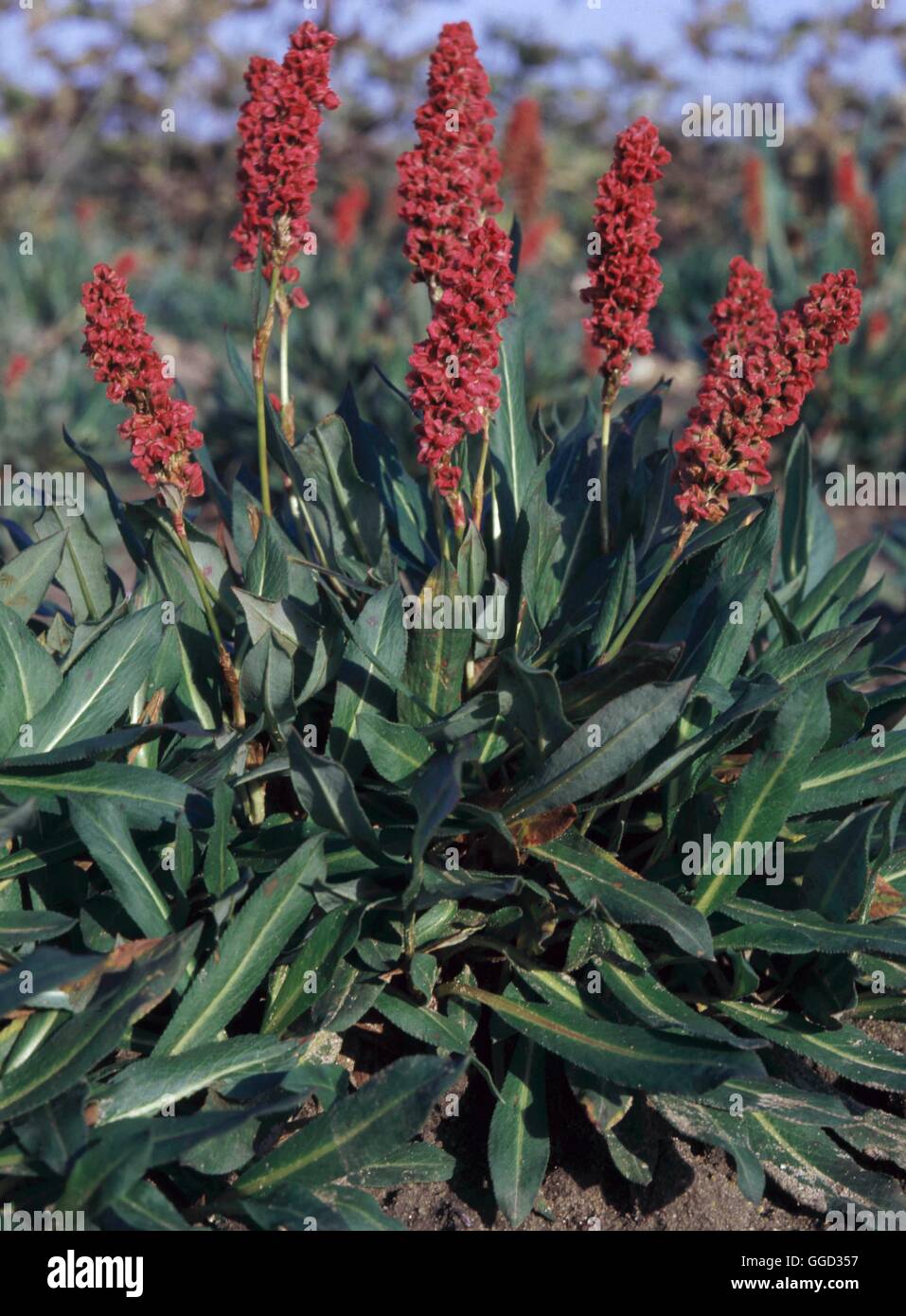 Persicaria affinis - 'Darjeeling Red' AGM- - (Syn.Polygonum affine 'Darjeeling Red')   ALP036939 Stock Photo