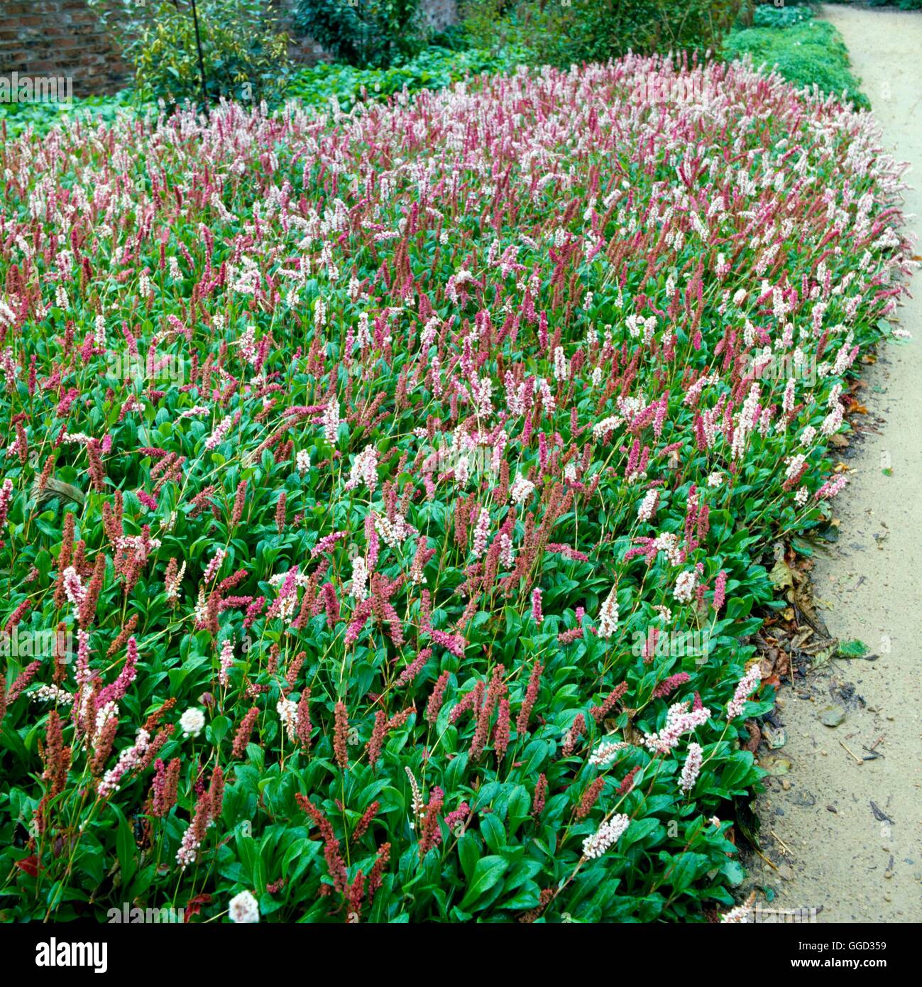 Persicaria affinis - 'Donald Lowndes' - (Syn Polygonum affine 'Donald Lowndes')   ALP036942     Phot Stock Photo
