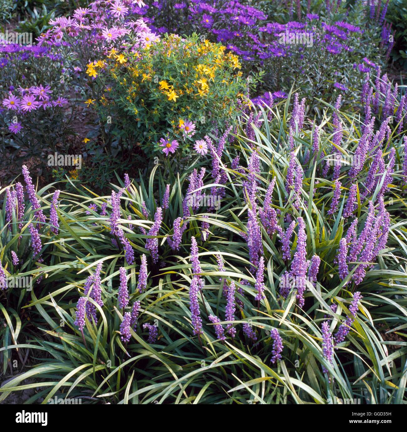 Linum perenne- - Perennial Flax   ALP038565  /Pho' Stock Photo