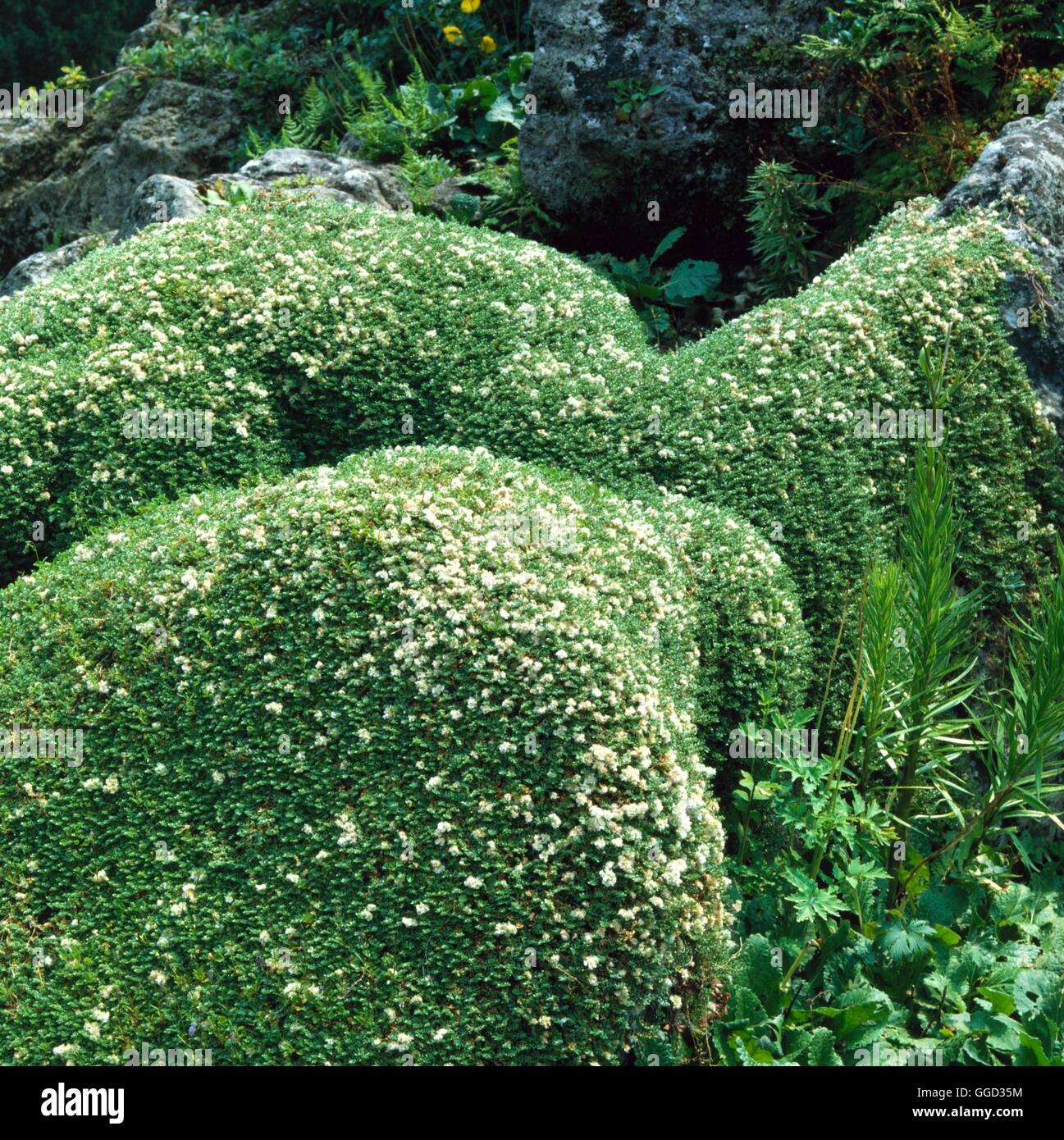 Paronychia kapela - subsp. serpyllifolia   ALP039227 Stock Photo