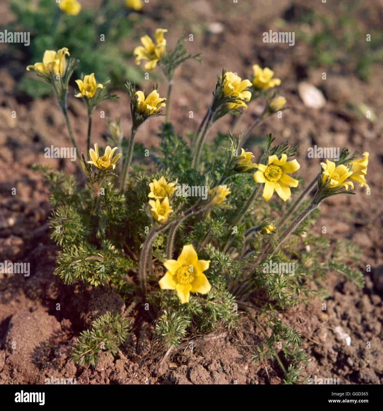 Pulsatilla alpina - subsp apiifolia AGM   ALP040936 Stock Photo