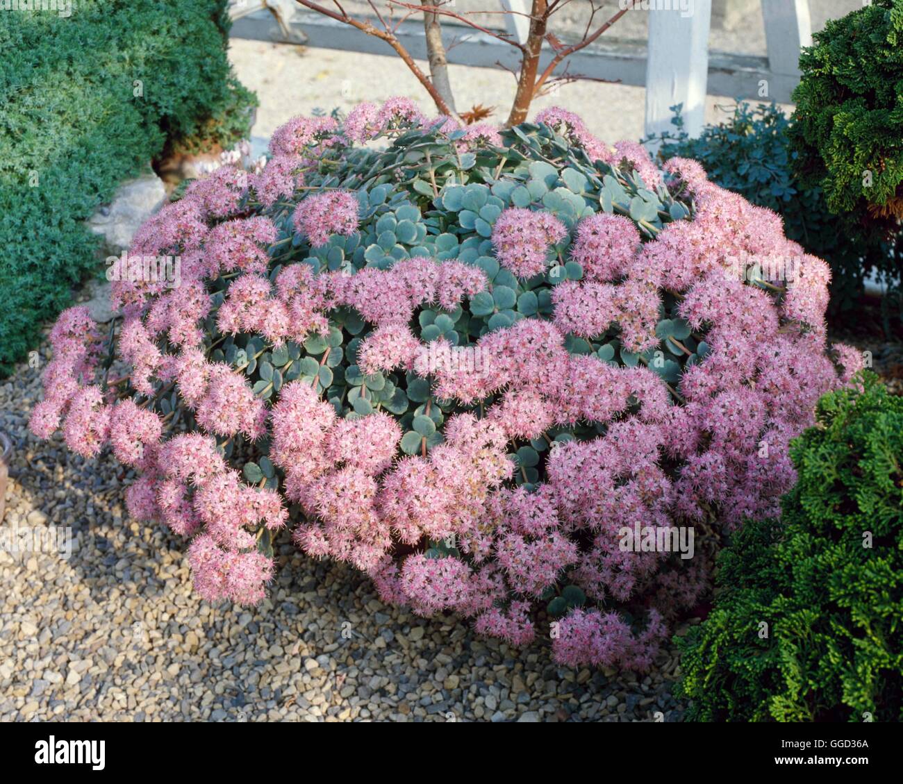 Sedum Sieboldii sedum-sieboldii